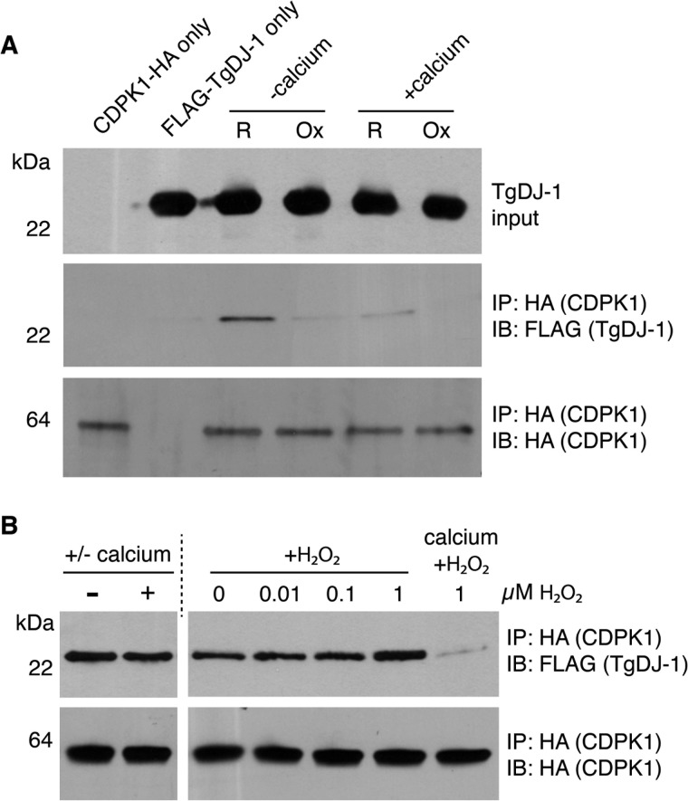 FIG 2 