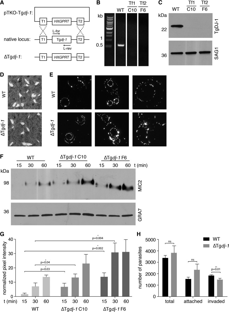 FIG 4 