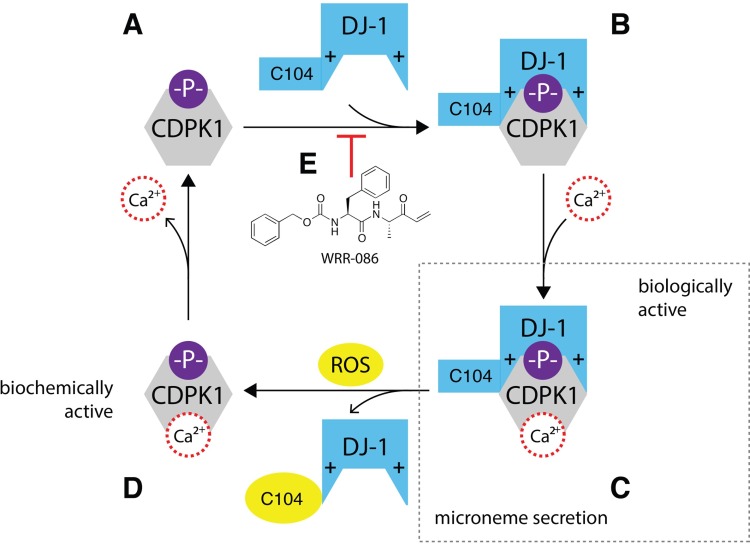 FIG 7 