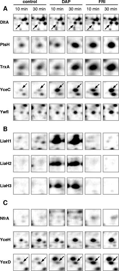 FIG. 2.