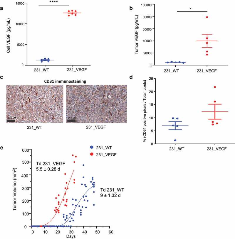 Effects of VEGF overexpression on VEGF levels in MDA-MB-231 cells and tumors, vessel density as detected by CD31 immunostaining, and tumor volume doubling time.