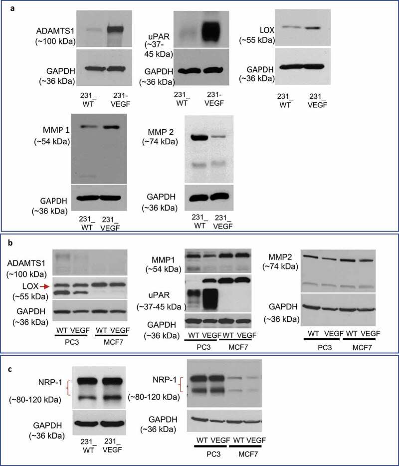 Effect of VEGF overexpression on cellular enzymes, and VEGF receptor NRP1 in MDA-MB-231, PC-3 and MCF-7 cells.