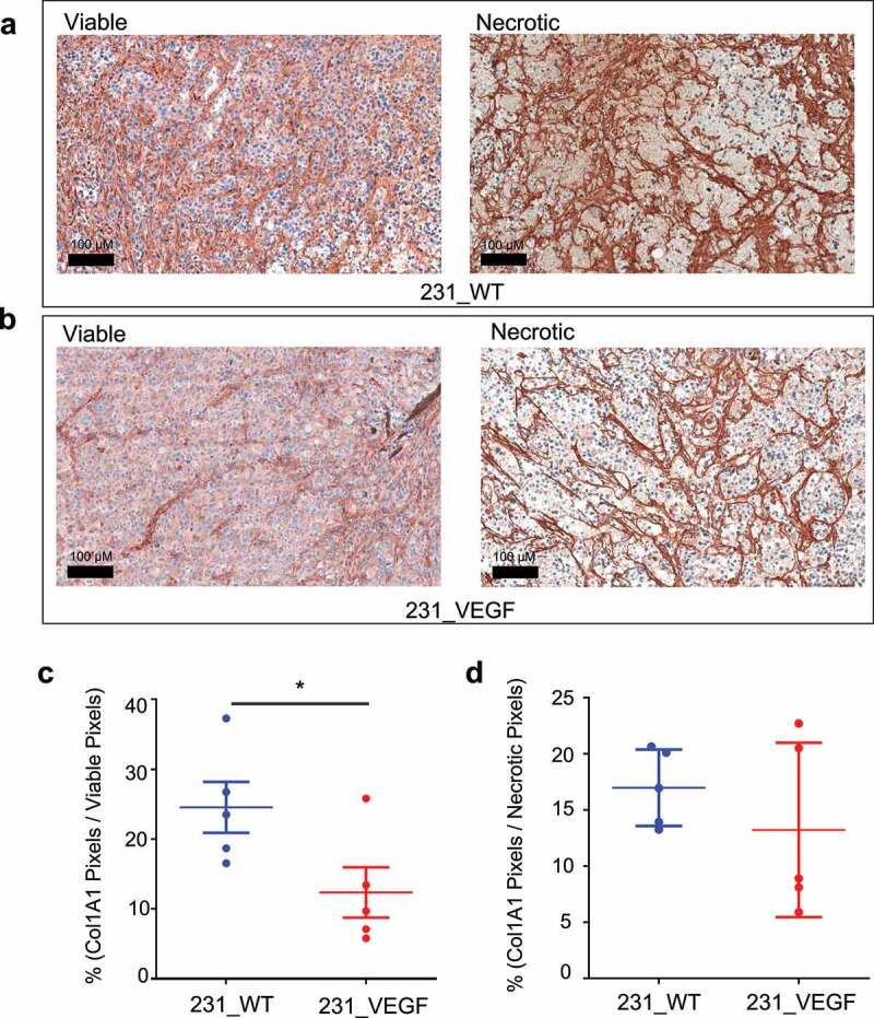 Effects of VEGF overexpression on MDA-MB-231 tumor collagen 1A1 fiber decrease as detected by immunostaining of tumor sections.