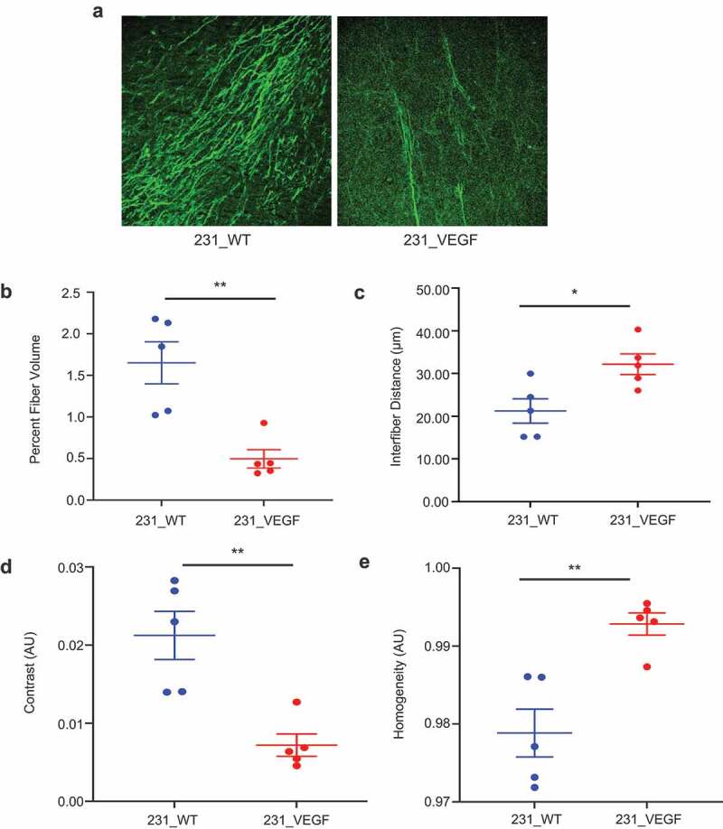 Effects of VEGF overexpression on MDA-MB-231 tumor collagen 1 fiber decrease as detected by second harmonic generation microscopy.