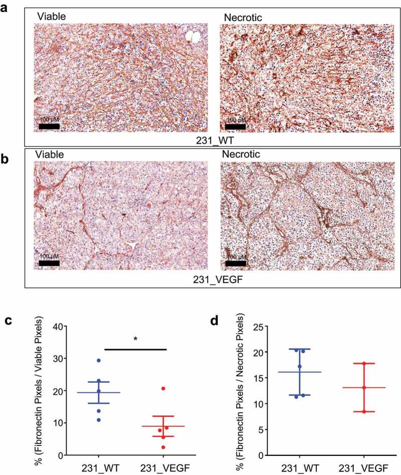 Effects of VEGF overexpression on MDA-MB-231 tumor fibronectin-1 decrease as detected by immunostaining of tumor sections.