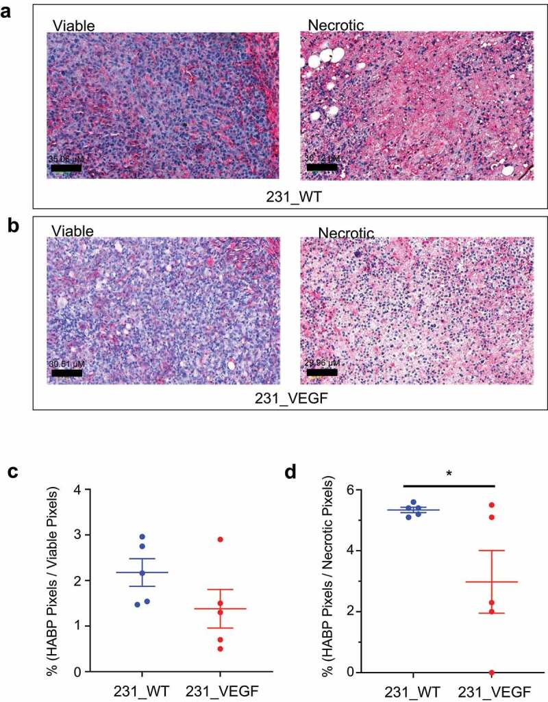 Changes in hyaluronic acid binding protein with VEGF overexpression in MDA-MB-231 tumors as detected by immunostaining of tumor sections.