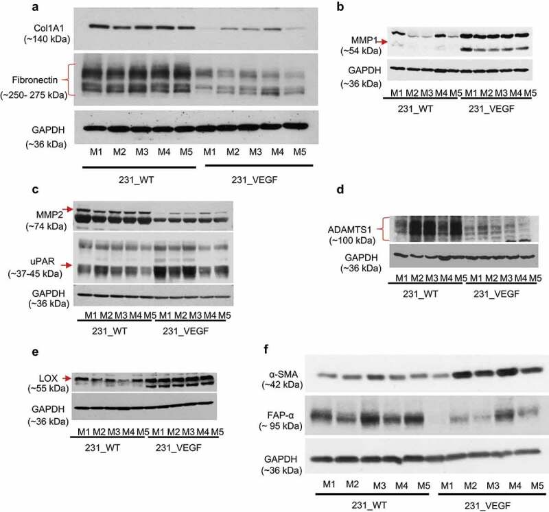 Changes in MDA-MB-231 tumor collagen 1A1 and fibronectin-1, enzymes, and fibroblast markers with VEGF overexpression as detected by immunoblotting of tumor tissue.