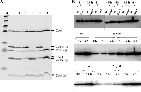 FIG. 1.