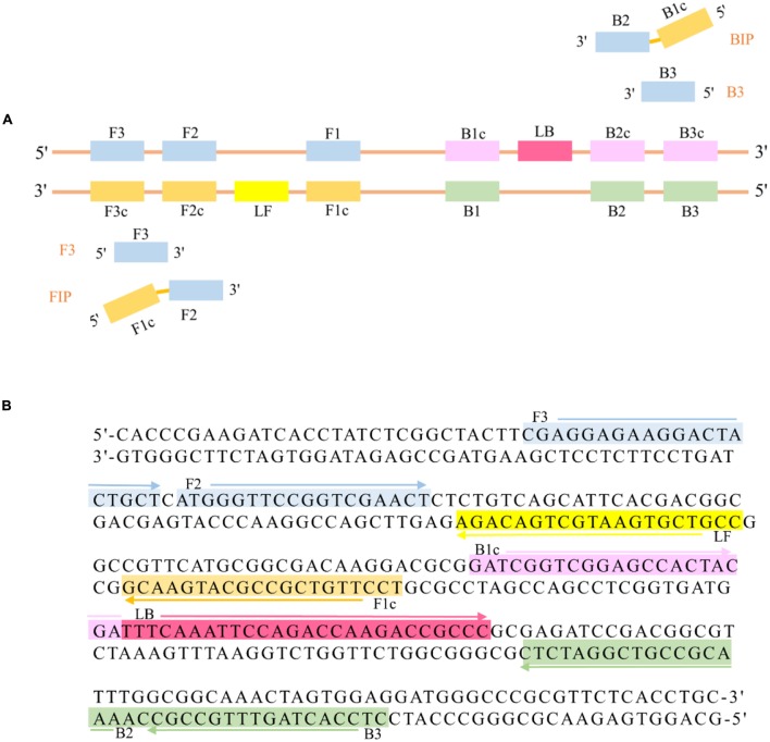 FIGURE 1