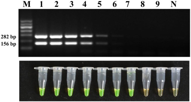 FIGURE 5