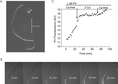 Figure 6.