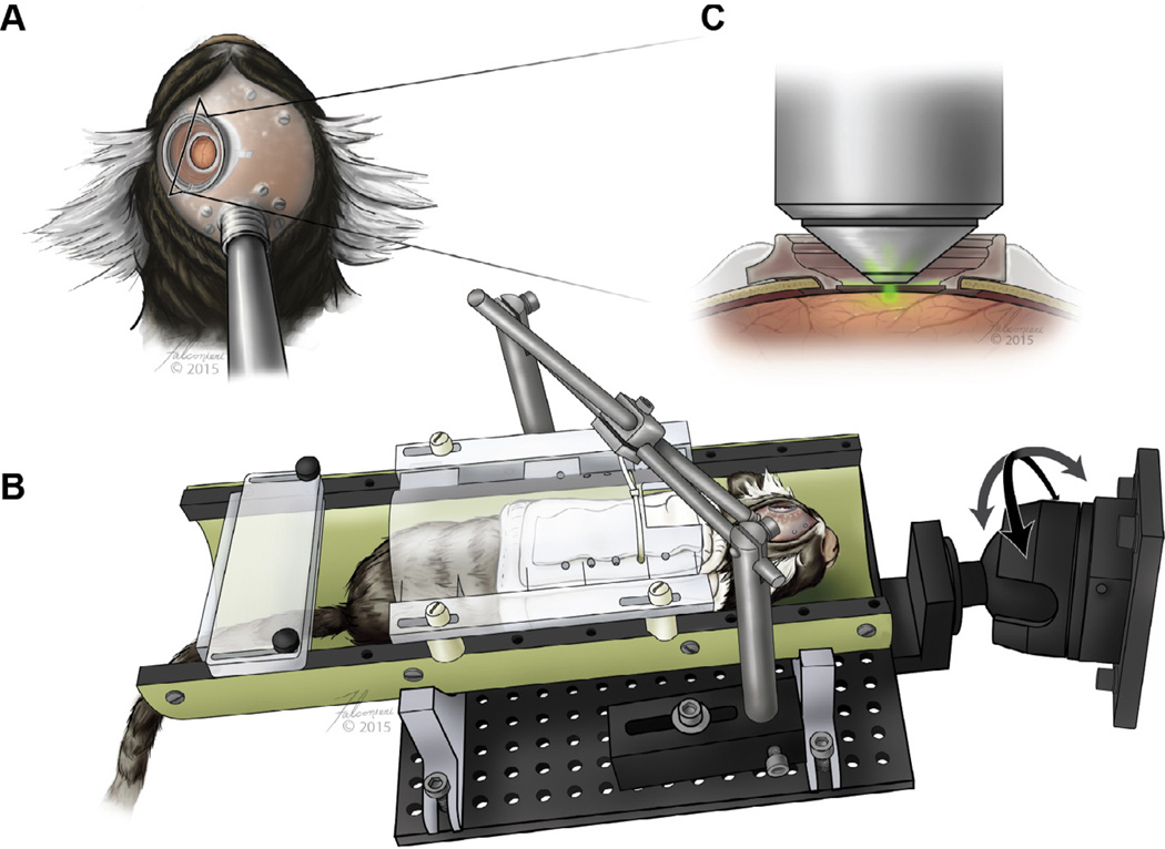 Fig. 1