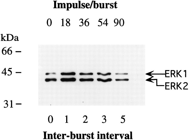 Fig. 12.