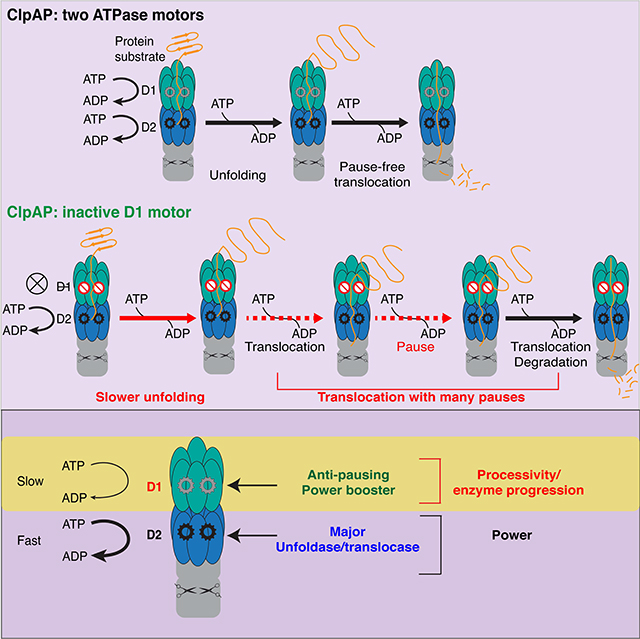 graphic file with name nihms-1667320-f0007.jpg