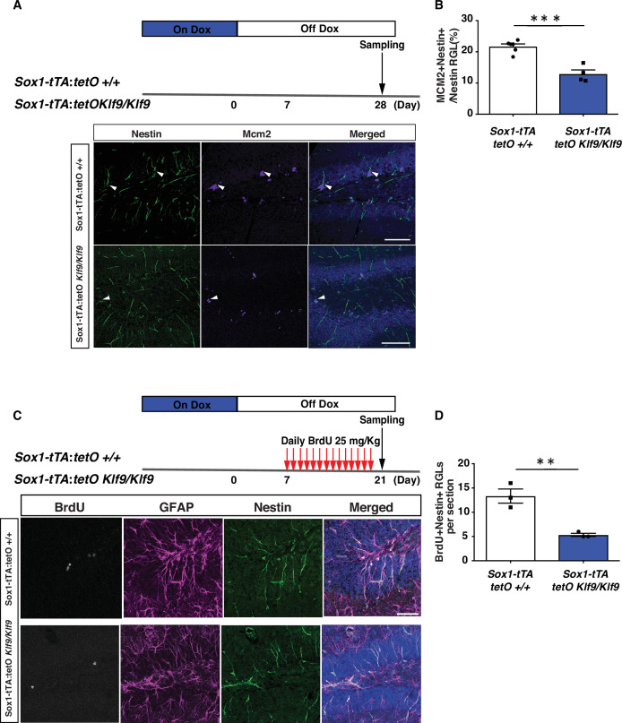 Figure 1—figure supplement 3.