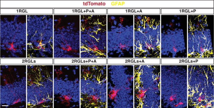 Figure 2—figure supplement 1.