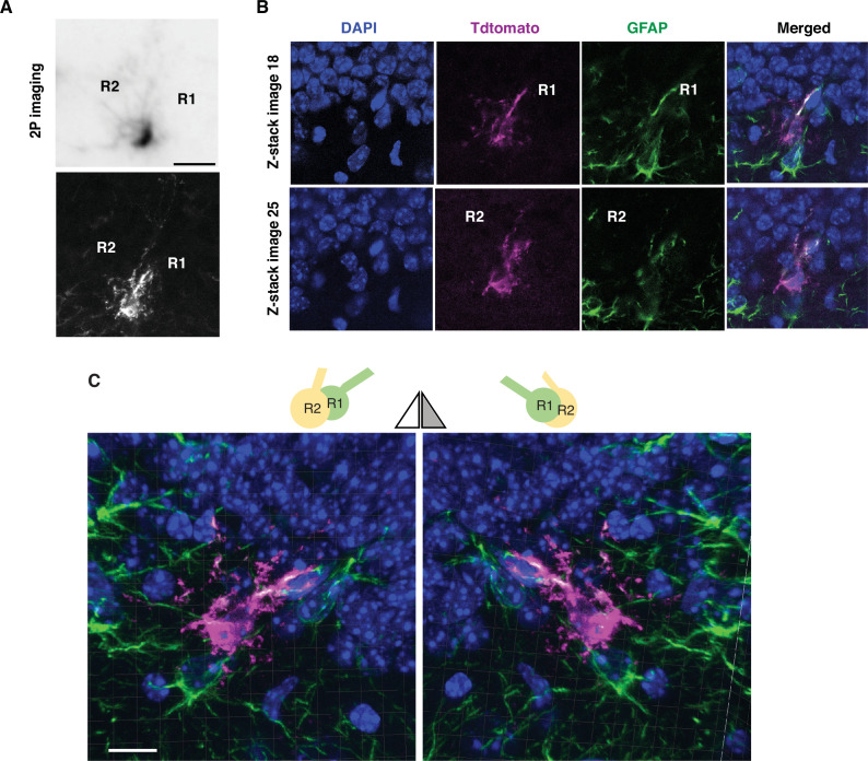 Figure 3—figure supplement 1.