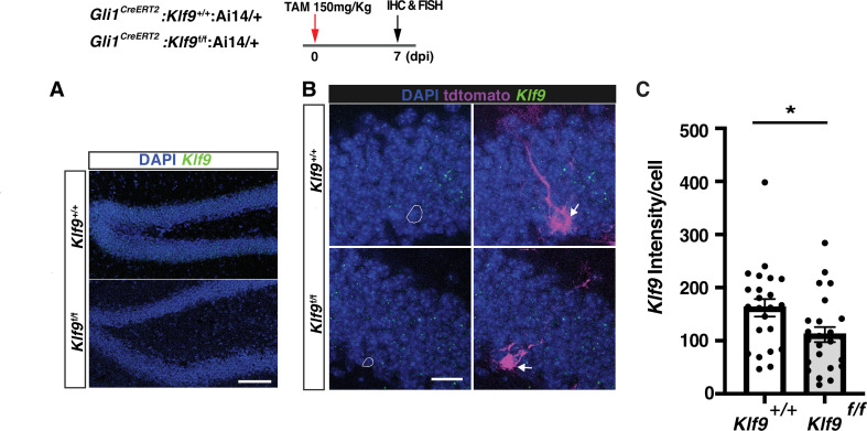 Figure 1—figure supplement 2.