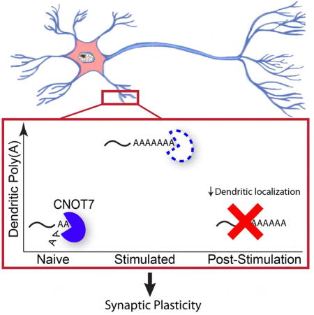 graphic file with name nihms891032u1.jpg