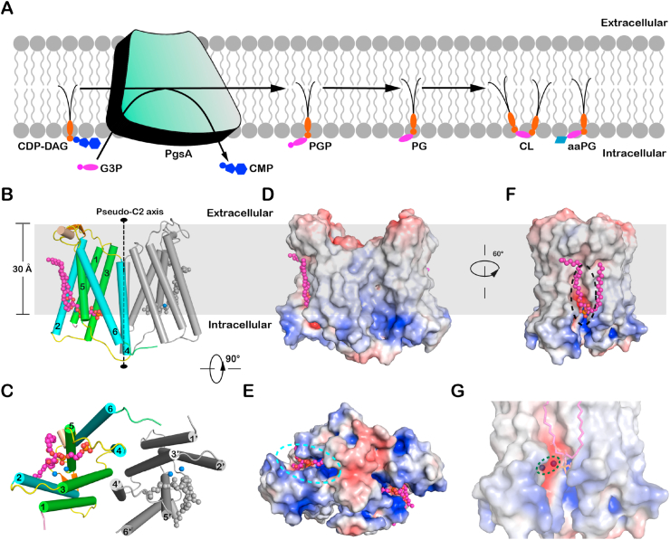 Fig. 1