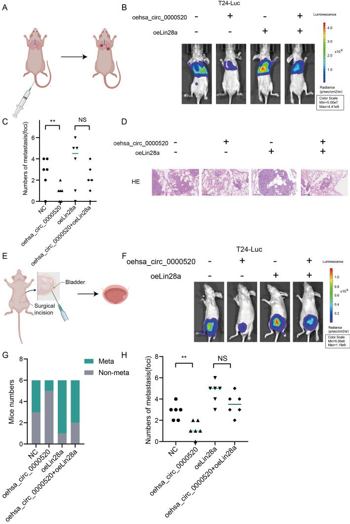 Fig. 7