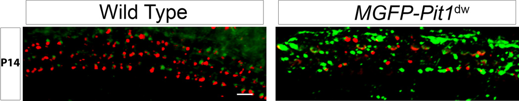 Figure 5