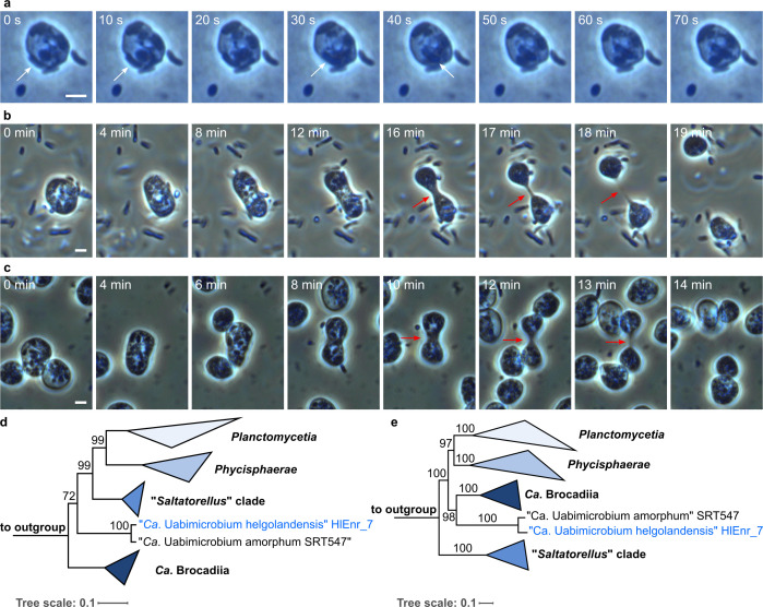 Time-lapse microscopy images of bacterial cells at different time points depict prey uptake and cell division processes. Two phylogenetic trees depict relationships among various clades, including Planctomycetia, Phycisphaerae, and Ca. Brocadiia.