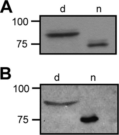 FIG. 5.