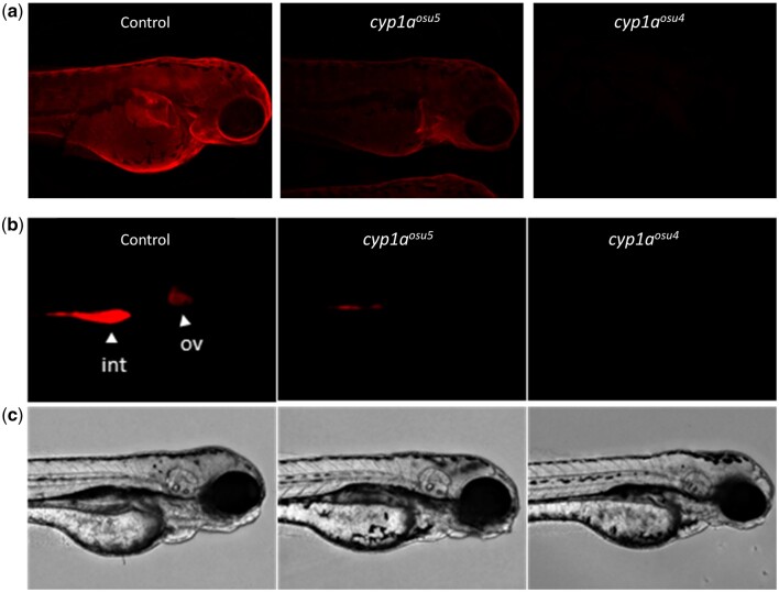 Fig. 8.