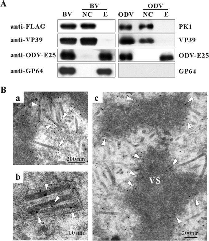 FIG 6