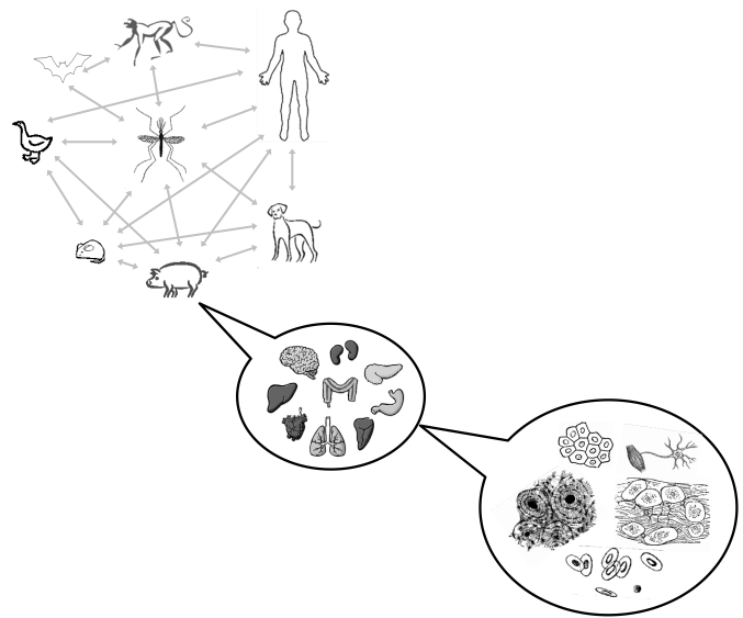 Fig. (1)