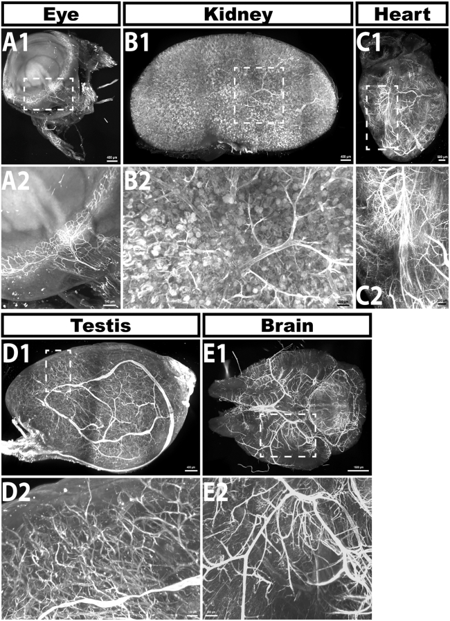 Figure 6