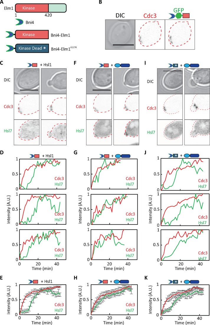 FIGURE 6: