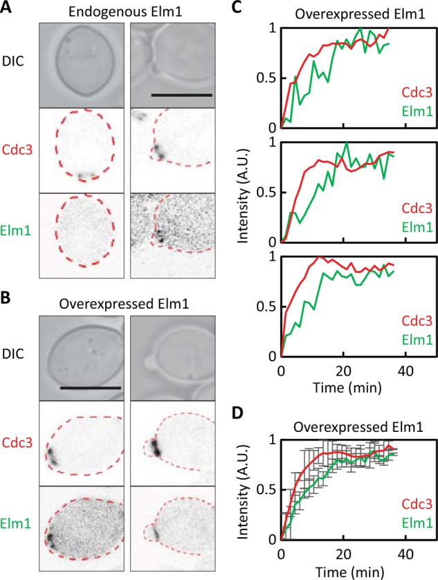 FIGURE 4: