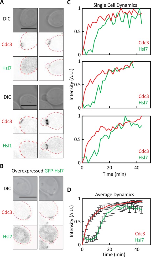 FIGURE 1: