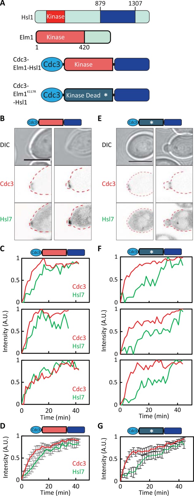 FIGURE 7: