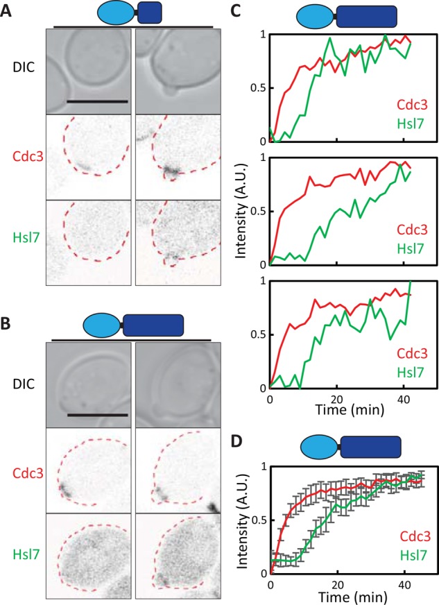 FIGURE 3: