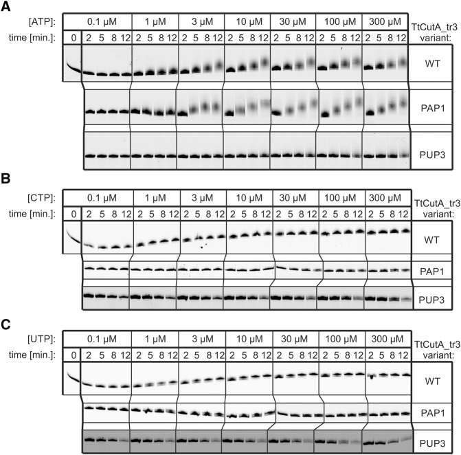 FIGURE 12.