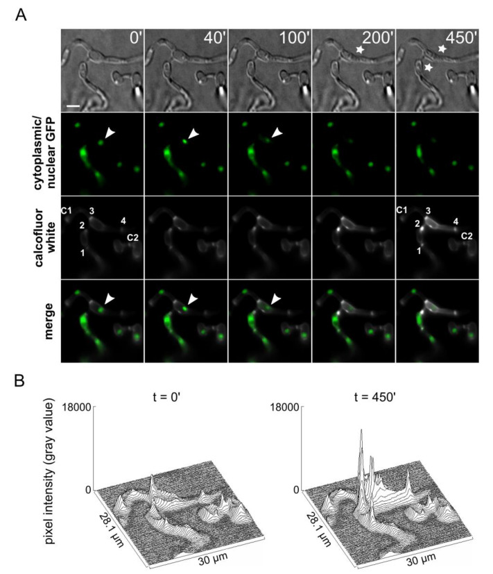 Figure 7