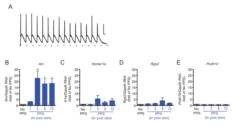 Figure 6—figure supplement 1.