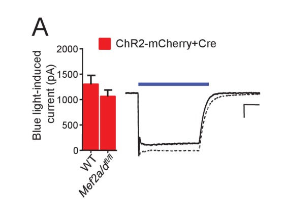 Figure 3—figure supplement 1.