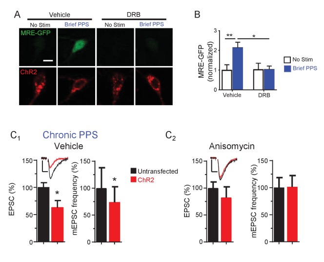 Figure 5—figure supplement 1.