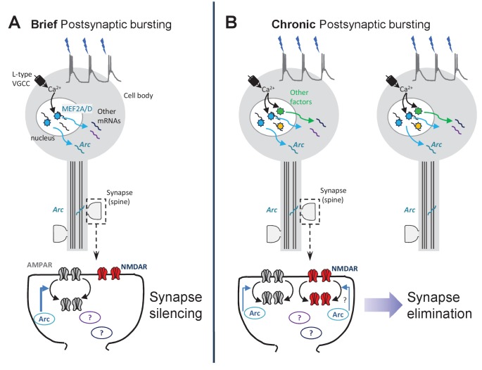 Figure 6—figure supplement 2.