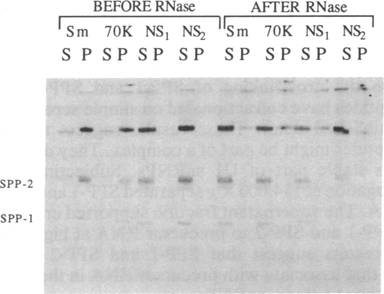 graphic file with name pnas01052-0017-a.jpg