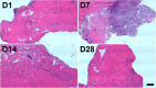Fig. 11
