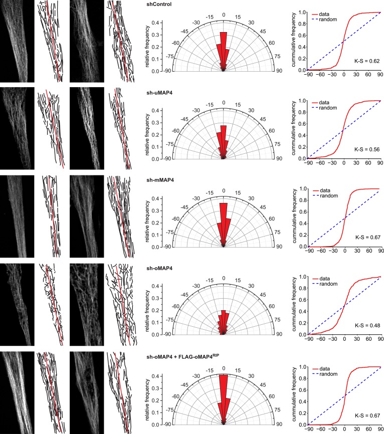 Figure 3—figure supplement 1.