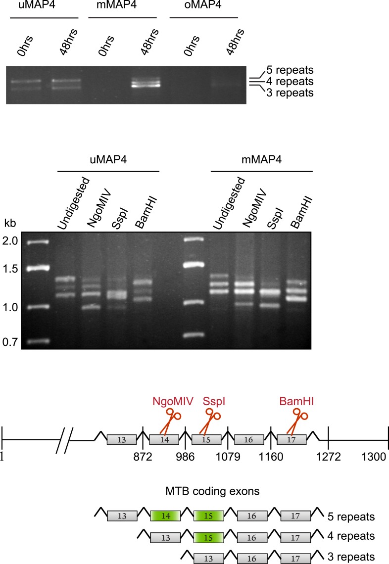 Figure 2—figure supplement 2.