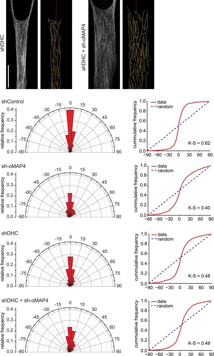 Figure 4—figure supplement 1.