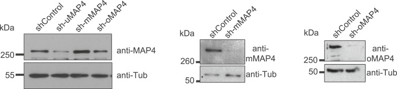 Figure 2—figure supplement 5.