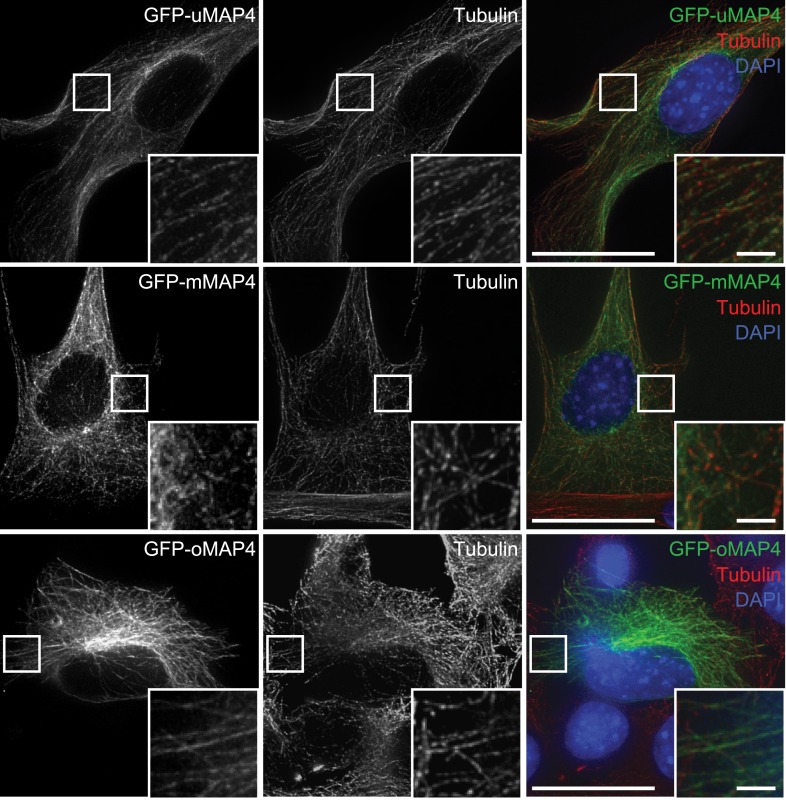 Figure 2—figure supplement 3.